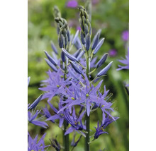 Prim-plan cu o Camassia magnifică