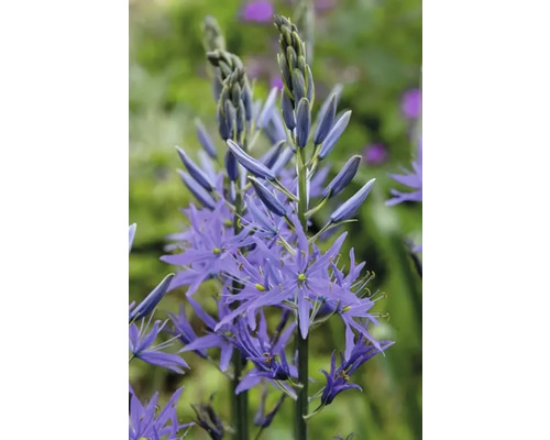 Prim-plan cu o Camassia magnifică