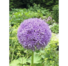 Floare individuală de Allium violet în grădină.
