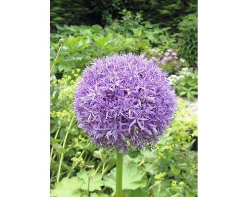 Floare individuală de Allium violet în grădină.