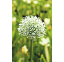 Allium ornamental înflorit în grădină