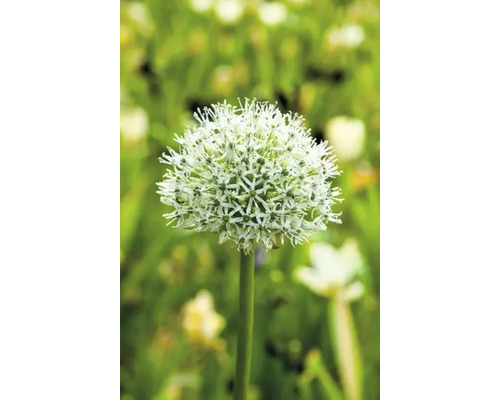 Allium ornamental înflorit în grădină