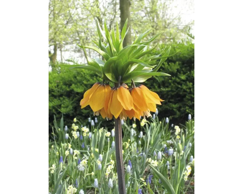 Floare de lalea imperială în grădină
