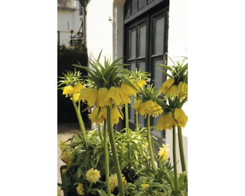 Coronițe imperiale galbene în fața unei clădiri