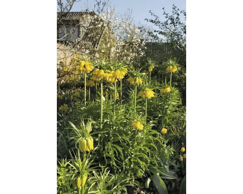 Coronițe imperiale galbene într-o grădină