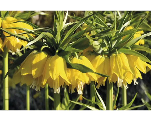 Detalii crini imperiali galbeni