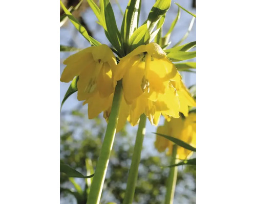 Floare de coroniță imperială galbenă în detaliu