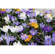 Crocus înfloriți în diferite culori