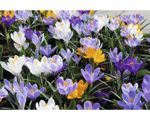 Crocus înfloriți în diferite culori