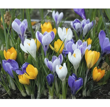Grup de crocuși cu flori de diferite culori