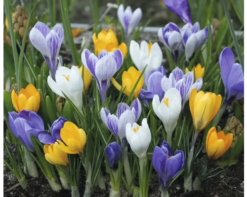 Grup de crocuși cu flori de diferite culori