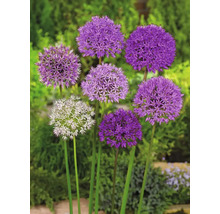 Plante decorative de ceapă înflorite în grădină