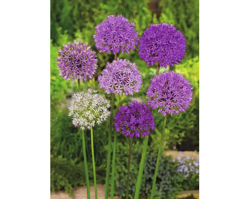 Plante decorative de ceapă înflorite în grădină