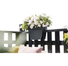 Ghiveci cu flori albe pe o balustradă de balcon