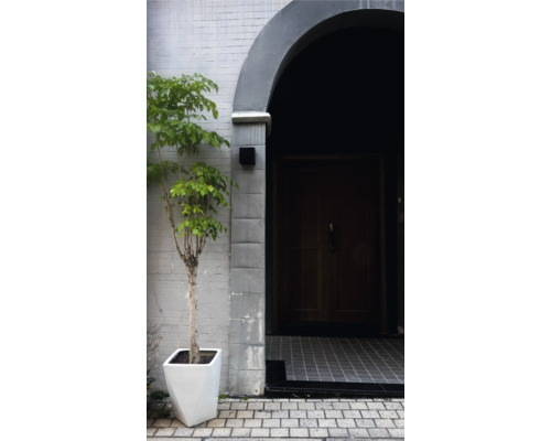 Zonă de intrare cu plantă în ghiveci modern și ușă din lemn masiv