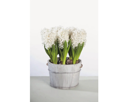 Zambile albe într-un ghiveci