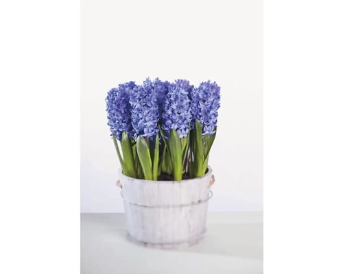 Zambile albastre în ghiveci