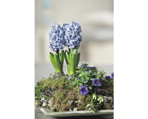 Aranjament cu zambile și panseluțe într-un bol