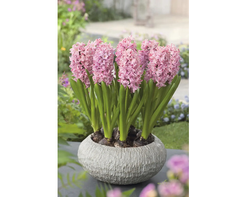 Zambile într-un ghiveci pe o suprafață de grădină