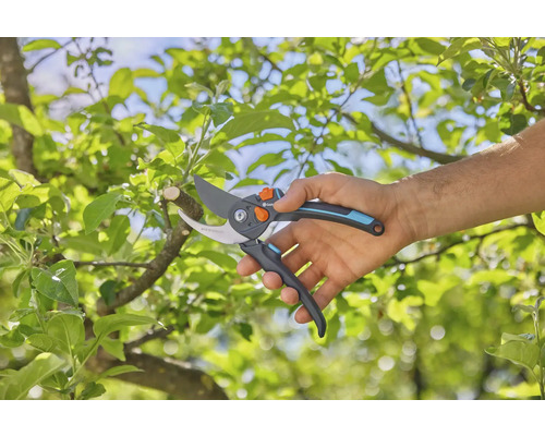 Foarfecă de grădinărit în uz pe un copac