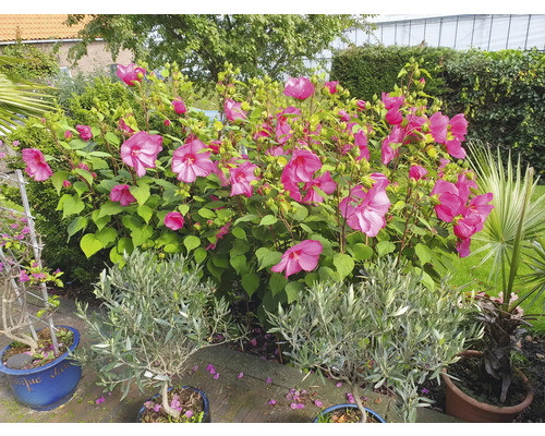 Vedere a grădinii cu flori de hibiscus, măslini și palmieri