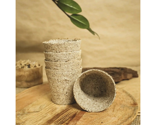 Ghivece de turbă Jiffy pe o farfurie de lemn