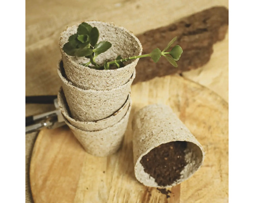 Ghivece de răsad din fibre vegetale cu pământ și o plantă pe o masă din lemn.