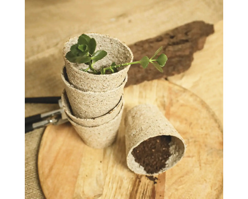 Ghivece de cultură din celuloză cu plantă și pământ pe fundal de lemn