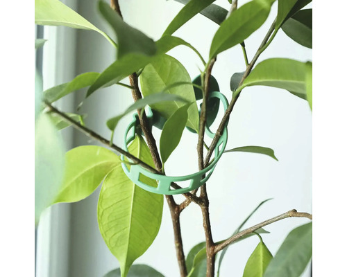 Inel de sprijin pentru plante pe o tulpină de plantă pentru susținerea plantelor