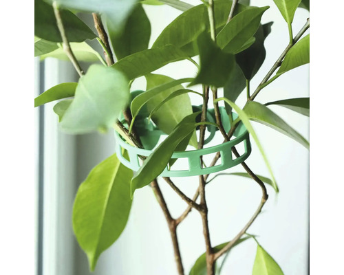 Inel de sprijin pentru plante verde în jurul unui copac