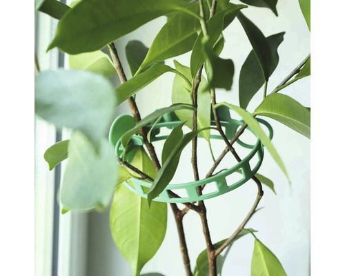 Plantă cu inel de susținere pentru plante