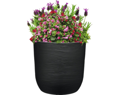 Ghiveci de flori cu lavandă și begonii plantate