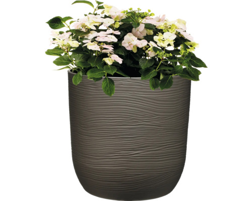 Hortensie cu flori deschise la culoare în jardinieră
