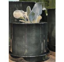 Plantă într-un ghiveci ceramic lucios cu farfurie