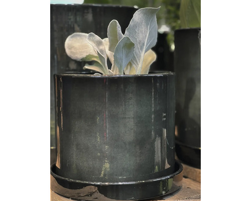 Plantă într-un ghiveci ceramic lucios cu farfurie