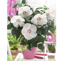 Hibiscus în ghiveci cu flori albe și frunze verzi