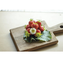 Bio Căpşuni FloraSelf Bio Fragaria x ananassa 'Mara des Bois' ghiveci Ø 9 cm