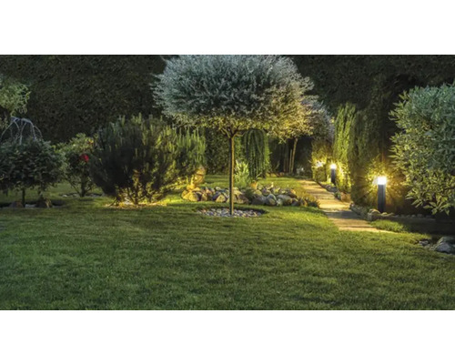 Grădină iluminată cu copaci, arbuști, gazon și potecă.