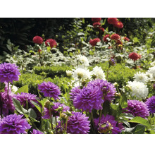 Prim-plan cu dalii violet, roșii și albe într-o grădină.