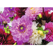 Prim-plan cu flori de dalie în diferite nuanțe