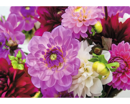 Prim-plan cu flori de dalie în diferite nuanțe