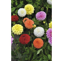 Flori de dalie în diverse culori cu frunze verzi