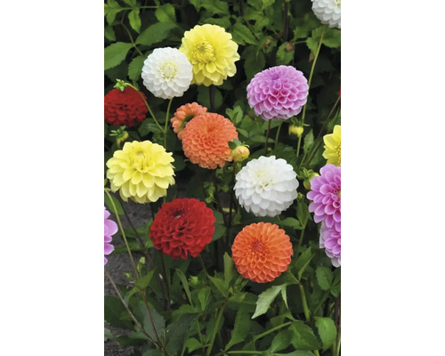 Flori de dalie în diverse culori cu frunze verzi