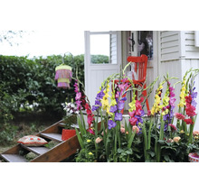 Grădină decorativă cu gladiole, locuri de ședere și scări