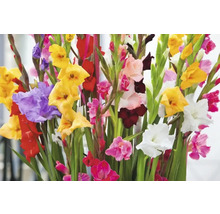 Buchet de gladiole cu flori diverse