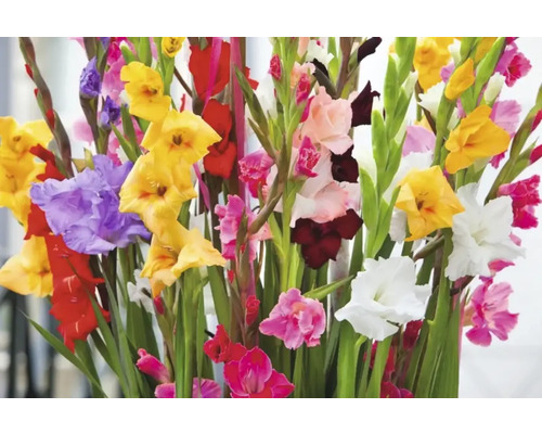 Buchet de gladiole cu flori diverse