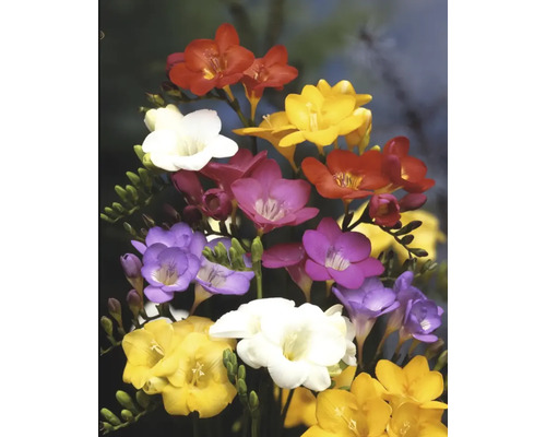 Buchet de frezii cu flori în diferite culori