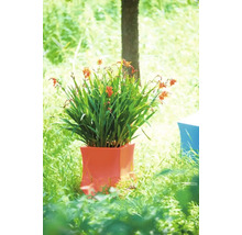 Plantă Crocosmia înflorită în jardinieră în grădină