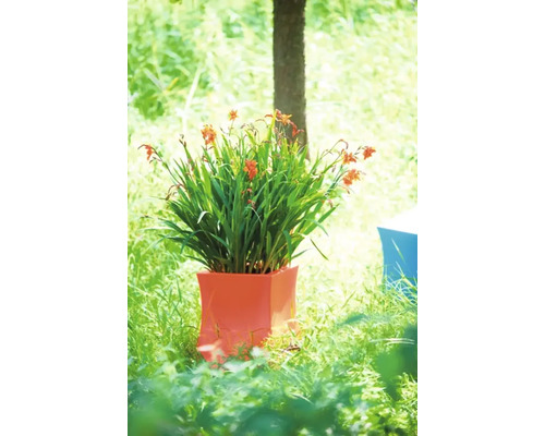 Plantă Crocosmia înflorită în jardinieră în grădină