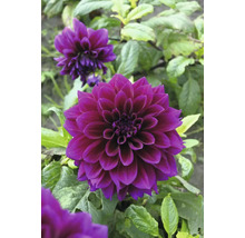 Prim-plan cu o dalie violet închis în grădină.